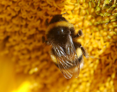 Buff tailed Bumble Bee.