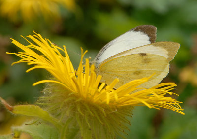Small White butterfly.