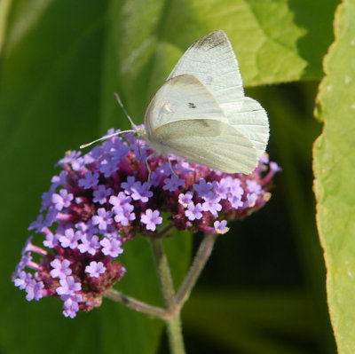 A small white.butterfly