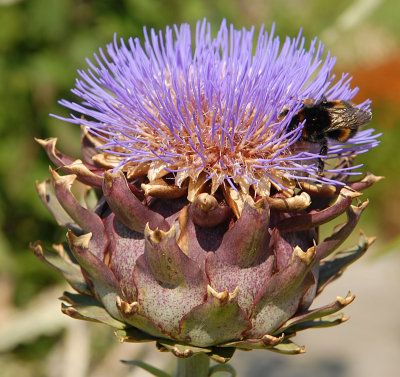 Bee on a large flower.