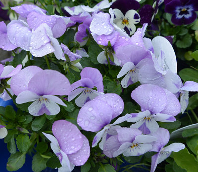 Violas in the rain.