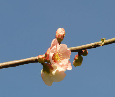 Quince blossom - sky blue