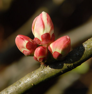 Quince buds.