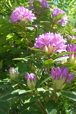 Wild Rhododendrons.