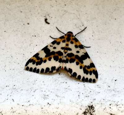 Magpie moth.