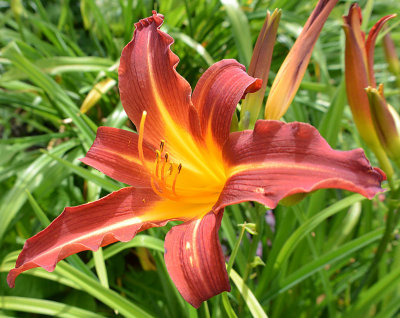 A day Lily.