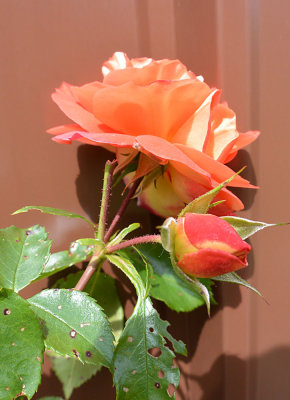Red rose and bud.