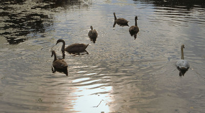 Swan and cygnets at Stourhead.