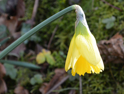 The first daffodil.