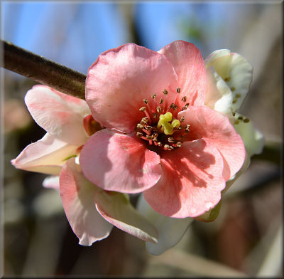 Quince blossom.