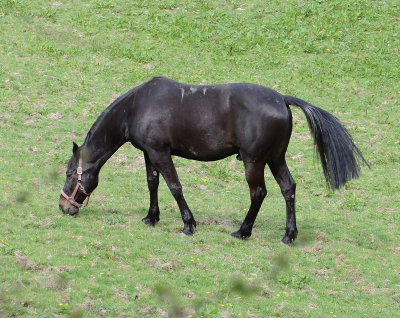 Horse in a field.