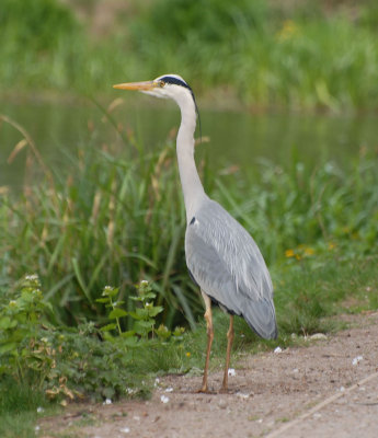 Heron.