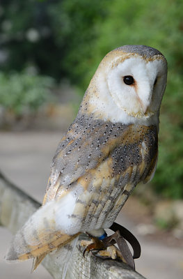 Barn Owl.