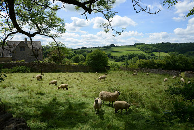 Cotswolds Sheep.