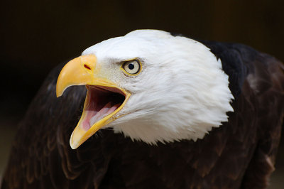 Bald Eagle.