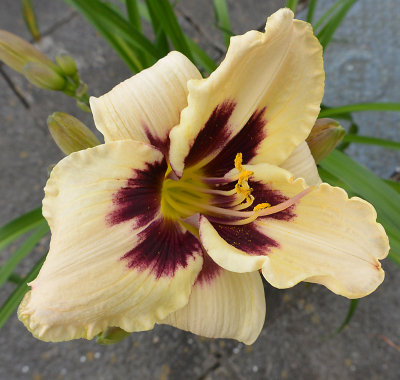 Day Lily.