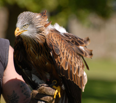 Red Kite.