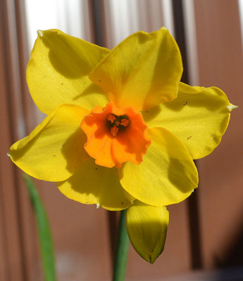 First Daffodil.