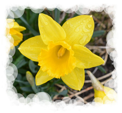 Rainy Daffodil.