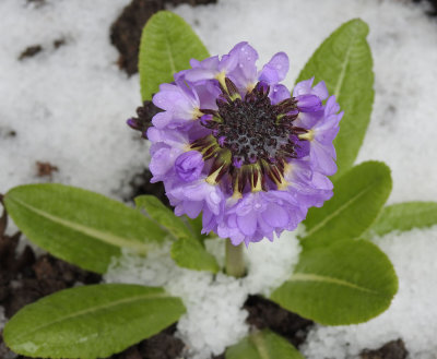 Primula in the snow.