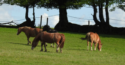 Horses in a friends field.