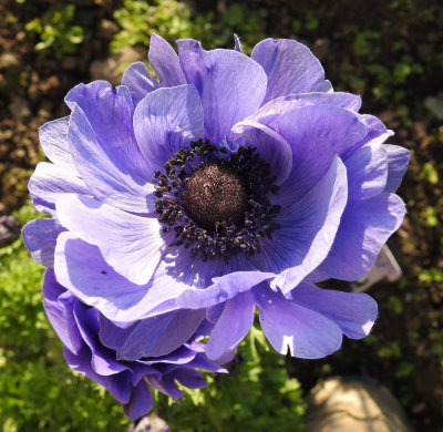 Poppy anemone-blue.