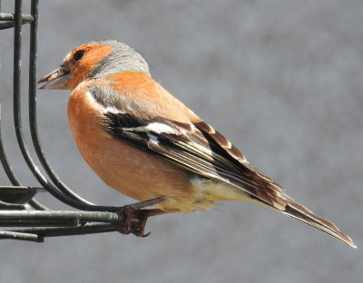 Chaffinch on the feeder.