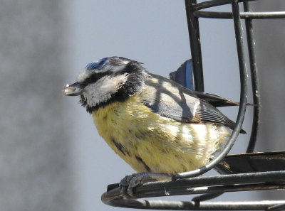 Bluetit on the feeder.