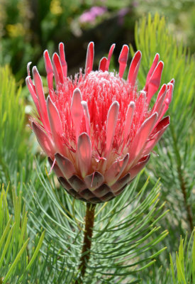 Australian flower.