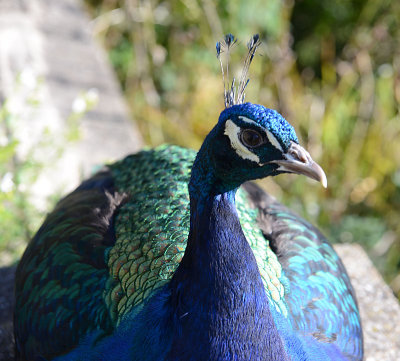 Peacock.