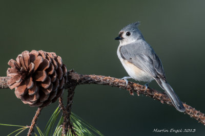 Backyard  Birds