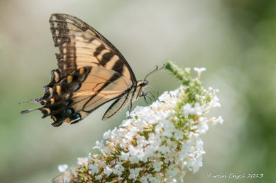 Spicebush Swallowtail