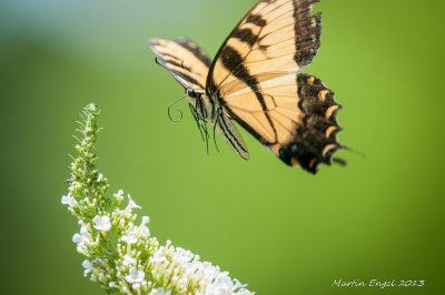 Spicebush Swallowtail