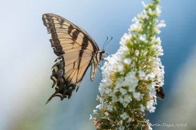 Spicebush Swallowtail