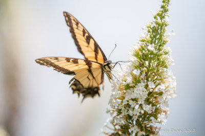 Spicebush Swallowtail