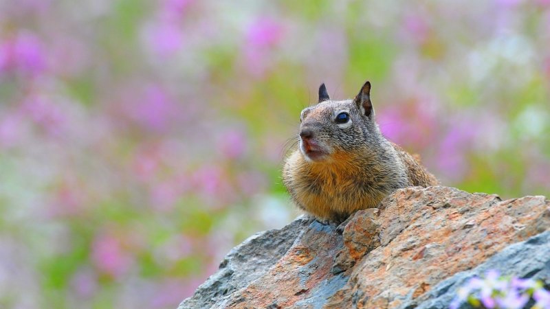 Ground Squirrel sunning