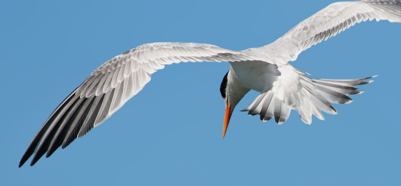 Elegant Tern