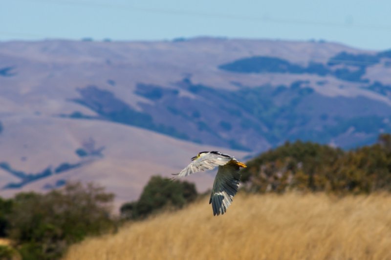 Black-crowned Night Heron