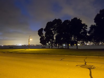 Black Acacia against the night sky over Alameda Island