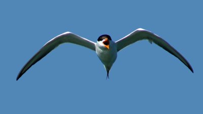 Forster's Tern Mobbing Me