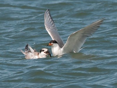 Juvenile Forster's Tern being fed