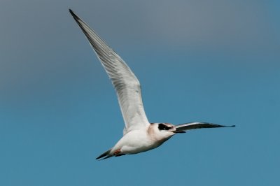 Juvenile Forsters Tern