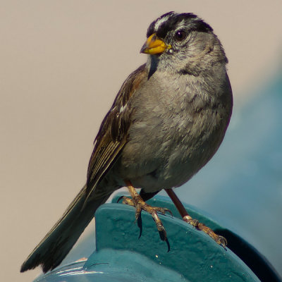 Nuttalls White-Crowned Sparrow
