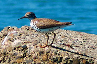 Spotted Sandpiper