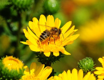 Honeybee on Gumplant
