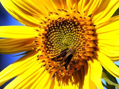 Skipper sipping sunflower