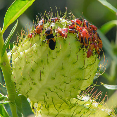 Aphids on milkweed pod