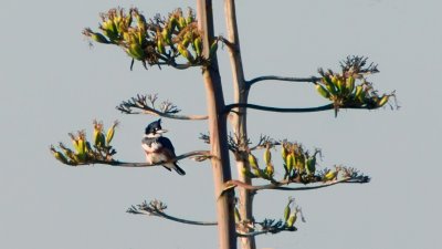 Belted Kingfisher