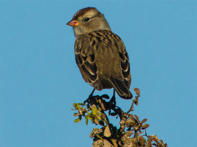 Golden-crowned Sparrow