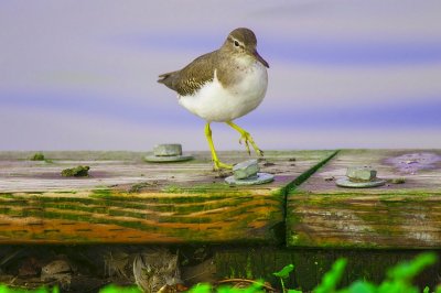 Spotted Sandpiper unscrewing a bolt